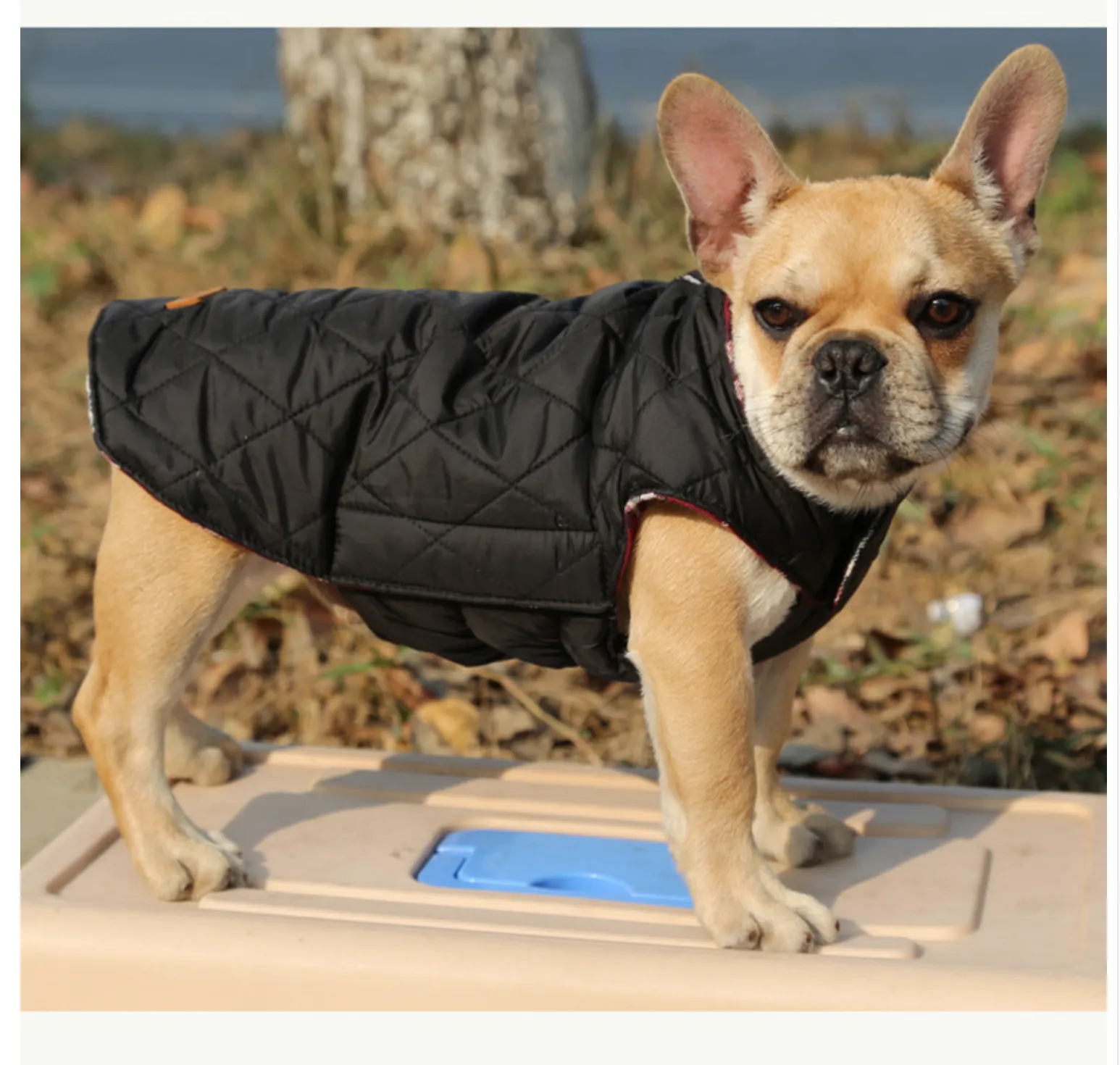 French bulldog  Jacket (WS18)