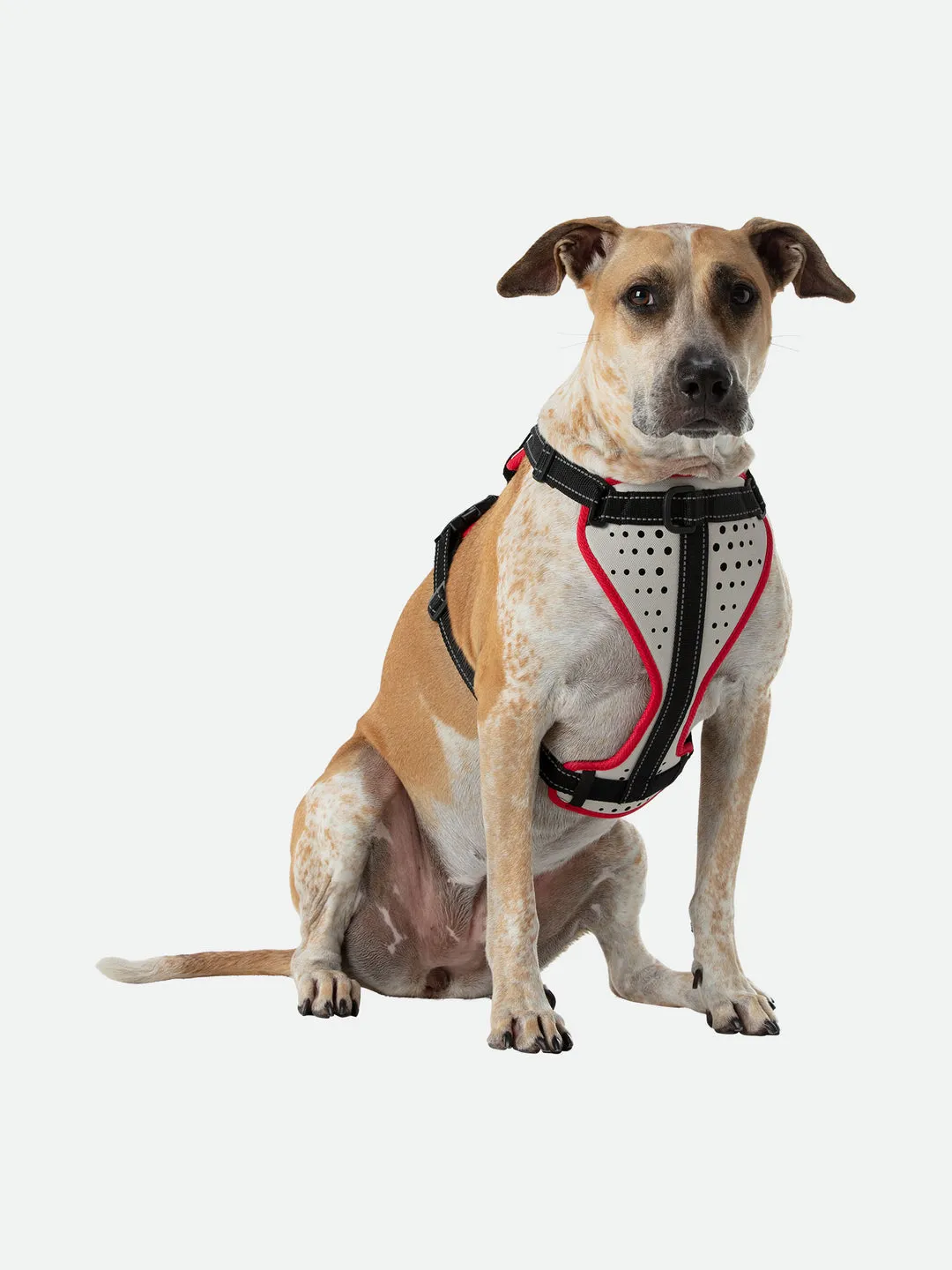 Nathan Dog Harness K-9 Series